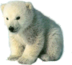 a polar bear gif